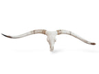 Crânio Real de Touro - Chifre LongHorn